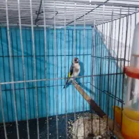 سهره نر دهن باغی دوساله تازه صاف|پرنده|دیواندره, |دیوار