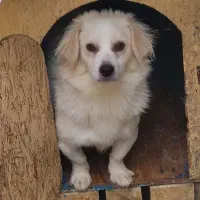 شیتسو ترییر