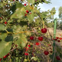 باغ  در سه آسیاب اوچ دیرمان