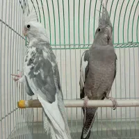 یک جفت عروس هلندی
