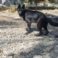 ژرمن بلک ماده|سگ|جیرفت, |دیوار