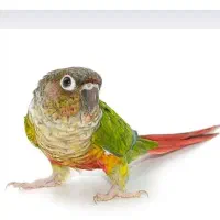 گرینچیک جفت مولد