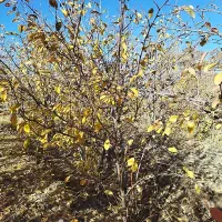 نهال آلو بخارا|گل و گیاه طبیعی|زیرکوه, |دیوار