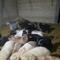 ۳۰عدد کهره نره پلوار|حیوانات مزرعه|بندر گناوه, |دیوار