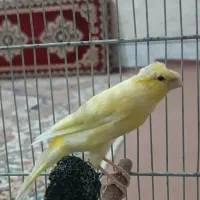 قناری ماده|پرنده|ساوه, |دیوار