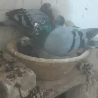 کبوتر|پرنده|پائین جام, |دیوار