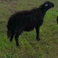 قوچ قره چال