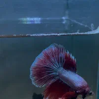 فروش انواع نژاد فایتر و غذا های هیکاری|ماهی|تهران, صادقیه|دیوار