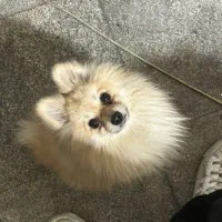 پامر شکلاتی روباهی فقط برا امشب شب جمعه 7 تومن|سگ|مشهد, فدک|دیوار