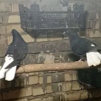 کبوتر دم سفید جوجه هیچ پر|پرنده|حمیدیه, |دیوار