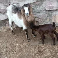 بز دورگ با بزغاله ماده