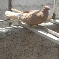 دمسفید|پرنده|الوند, |دیوار