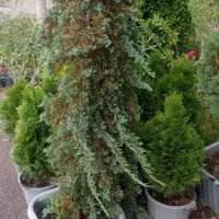 باغبانی و سمپاشی هرس کردن ازبین بردن علفهای هرز