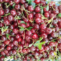 فروش ویژه نهال آلبالو اسرائیلی