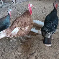 فروش بوقلمون