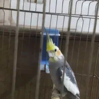 عروس هلندی خورموج با قفس