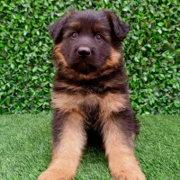 ژرمن کینگ مو بلند|سگ|تهران, صادقیه|دیوار