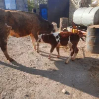 گاو شیری دو دندان|حیوانات مزرعه|هشترود, |دیوار