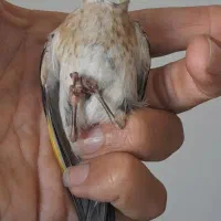 جوجه سهره چونه سفید عتیقه