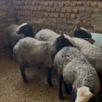 گوسفند شال اصیل
