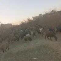 شیر|لوازم جانبی حیوانات|یزد, |دیوار