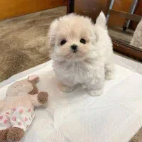 توله سگ جیبی مالتیز|سگ|تهران, پونک|دیوار