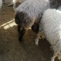 بزغاله فروش وبره