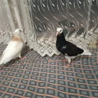 جوجه کفتر