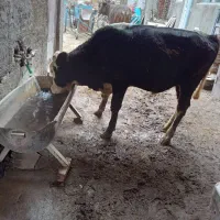 دو عدد گاو نز سیمینتال