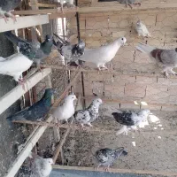 تعدادی کبوتر پرشی