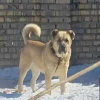 واگذاری سگ سرابی