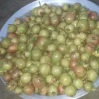 فروش انار ترش