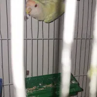 کوتوله برزیلی|پرنده|مشهد, امیریه|دیوار