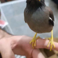 جوجه مینا