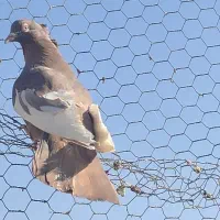 سینه قهوه‌ای