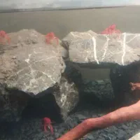 لابستر|ماهی|قم, پردیسان|دیوار