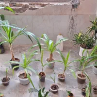 انواع گل های ارزان