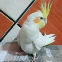 جوجه عروس هلندی