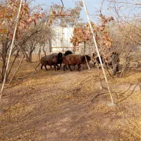 فروش گوسفند شیشک سالم واکسن خوره درشت