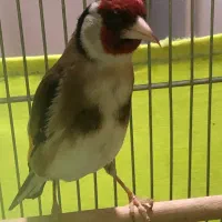 سره جفتی چهارگل خط گل قفل