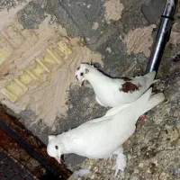 کفتر درجایی|پرنده|میناب, |دیوار
