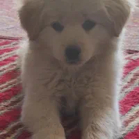 توله پاپی پامر اشپیتز(3)فوری