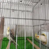 جفت مولد عروس هلندی  کار داده|پرنده|کرج, حصارک پایین|دیوار
