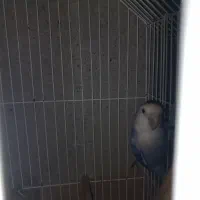 پرنده|پرنده|میناب, |دیوار