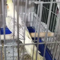 عروس هلندی|پرنده|سقز, |دیوار