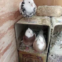 دهاقان ،کبوتر طوقی|پرنده|دهاقان, |دیوار