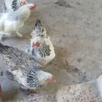 فروش تخم امپراطور اصیل هر عدد فقط۷۰هزار تومن