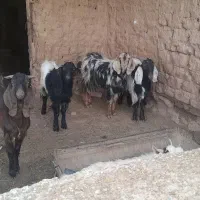 میش زاییده بزغاله بره