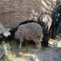 بره|حیوانات مزرعه|باوی, |دیوار
