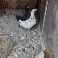 دوعددجوجه دوماهه بفروش میرسد|حیوانات مزرعه|آذرشهر, |دیوار